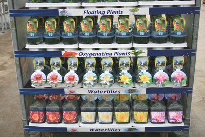 plantes aquatiques roll presentoir facing PLV