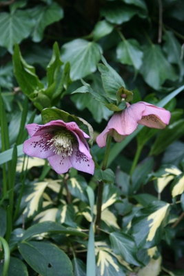 hellebores