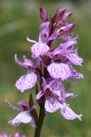 orchidee-sauvage-pyrenees