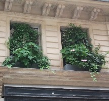 volet-fleuri-paris-rue-de-grenelle-vignette